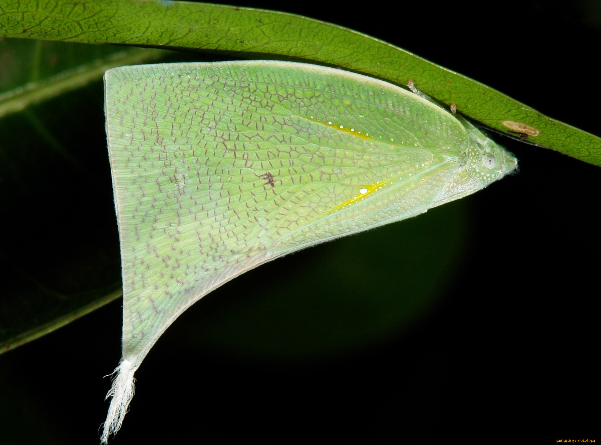 , ,  ,  , itchydogimages, , , 